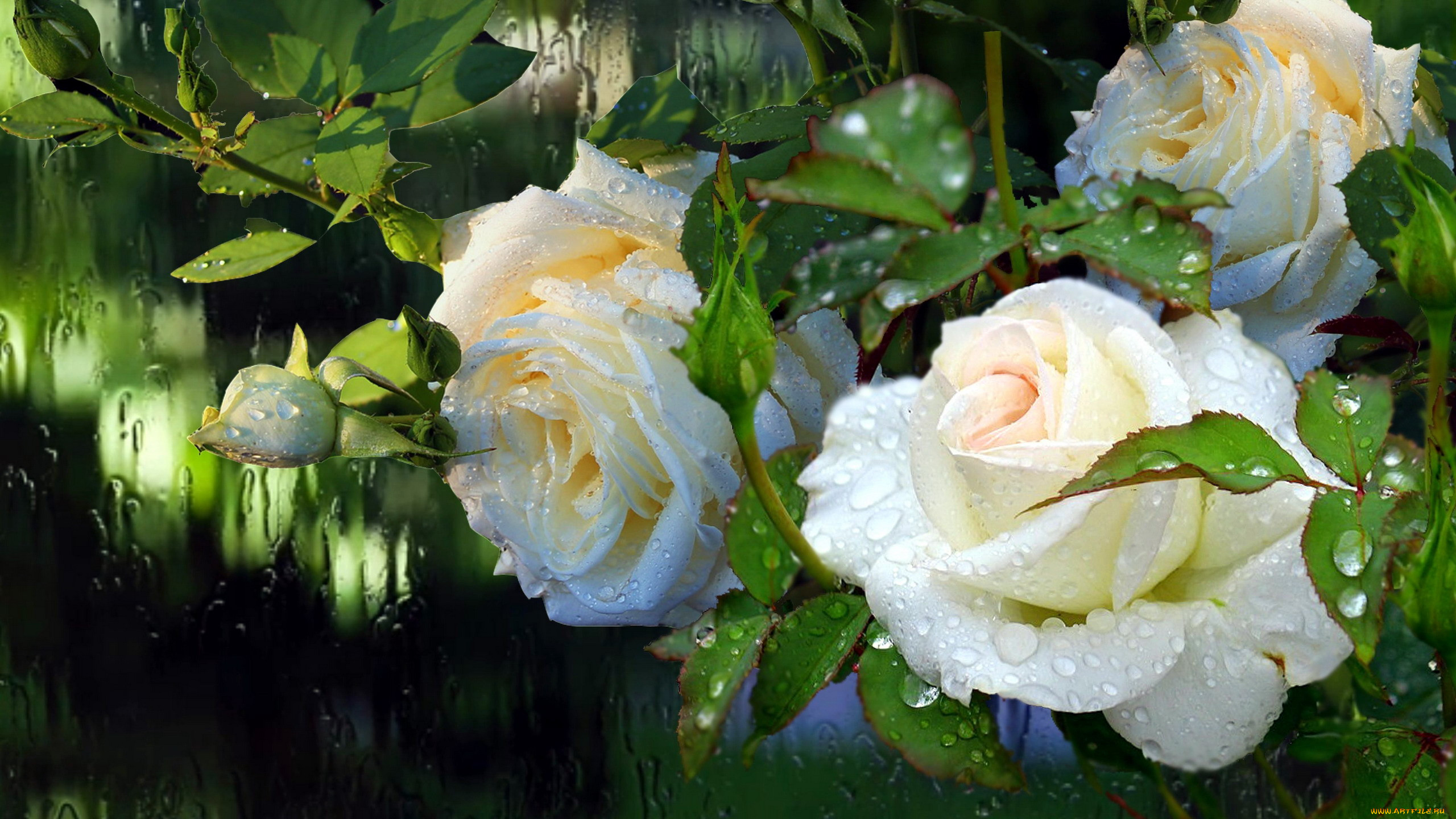 Белые розы цветов под дождём